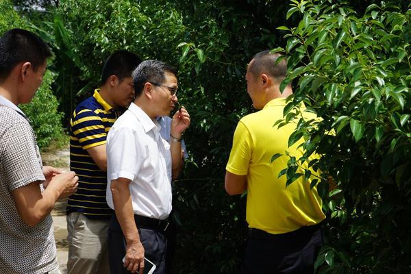 赣州市林业局薛有长局长调研寻乌县绿之源龙脑樟种植工作
